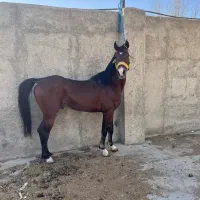 اسب عرب مجال کره رامسس بقایی