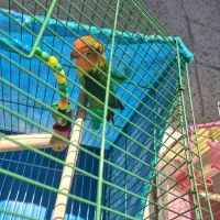 کوتوله برزیلی