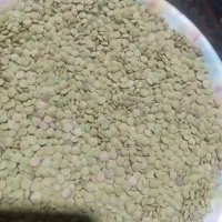 عدس محلی تازه امسال بوجاری شده