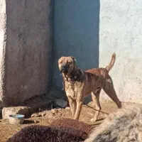 سگ افغان 2سال