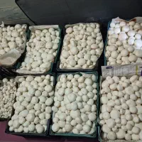 قارچ خوراکی/ آموزش قارچ با هزینه کم/پرورش قارچ