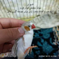 فنچ.زبرا.درجه یک