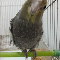 عروس هلندی ۴ ماهه