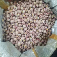 لوبیا محلی مشگین شهر
