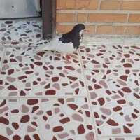 جفت کبوتر نر و ماده