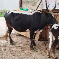 گاو‌با‌ گوساله‌ نر