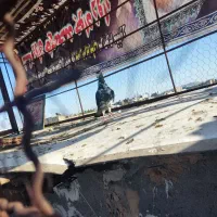 کفتر|پرنده|مشهد, ثامن|دیوار