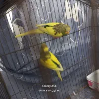 مرغ عشق نر ماده به شرط تخم جوجه