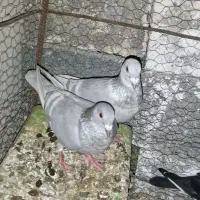 کفتر الماسی خطی پلاکی میولمنز