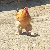 مرغ و خروس