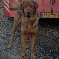 پژدر