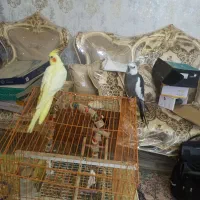 عروس هلندی وحشی