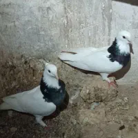 کبوتر