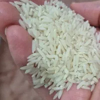 برنج هاشمی گیلان