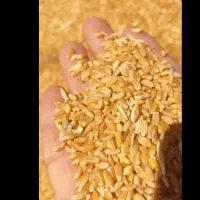 خریدار گندم در محل نقدی با بهترین قیمت