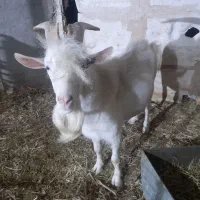 نربز سانن اصیل لنگ ۳قلو و مادر۷کیلوشیر