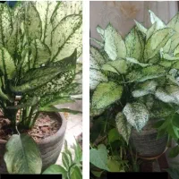 سرسبزی وطروات به گل هاتون هدیه بدید