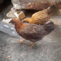 مرغ