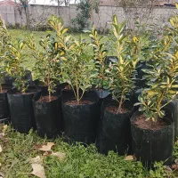 گل بابا آدم و شمشاد در ۳ رنگ