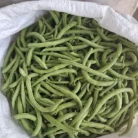 لوبیا سبز