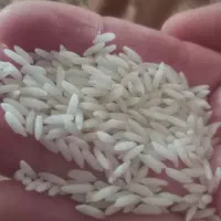 برنج علی کاظمی