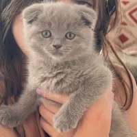 گربه اسکاتیش