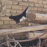جوجه مرغ گلین و لری نژاد دار