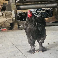 تخم نطفه دار برهما بلک
