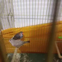 فنچ