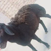 بره نر دودندان   قوچ