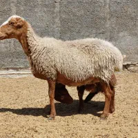 میش و بره جوان