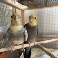 عروس هلندی جفت