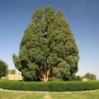 قطع درخت و هرس کردن درخت محمدی پور