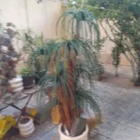 درخجه مصنوعی خارجی ارتفاع ۲متر
