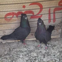 کبوتر پرشی