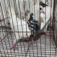 کفتر طوقی