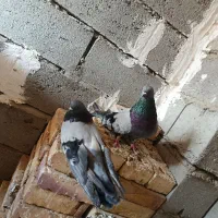 کبوتر|پرنده|چهاربرج, |دیوار