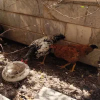جوجه پنج ماهه