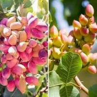 خرید خوشه کال و پسته