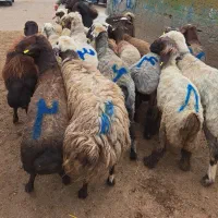 قوچ داشتی و کشتاری