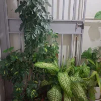 گل شاداب|گل و گیاه طبیعی|فولادشهر, B6|دیوار