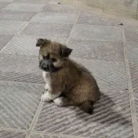 اغا جسی چهار ماهه بازیگوش شیطون