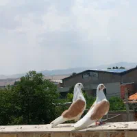 کبوتر پشت دار زرد