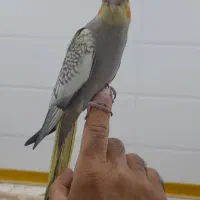 ۴عددعروس هلندی ۲تا نر ۲تا ماده خیلی سرحال