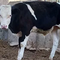 گاو گوساله