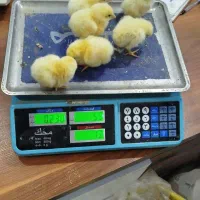 جوجه ی گوشتی راس ۳۰۸