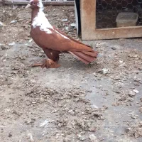 ماده آلابغا