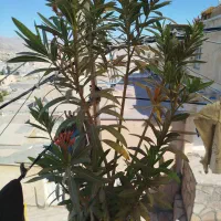 ژاله|گل و گیاه طبیعی|سنندج, |دیوار