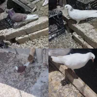 ۴تا جوجه و۴تا ماده