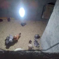 مرغ وجوجه سلطان اصل